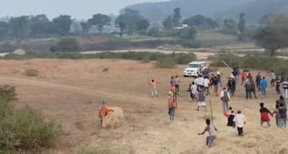 Tiger reached the forests of Amarkantak, hunted cattle, villagers chased them away with sticks in their hands