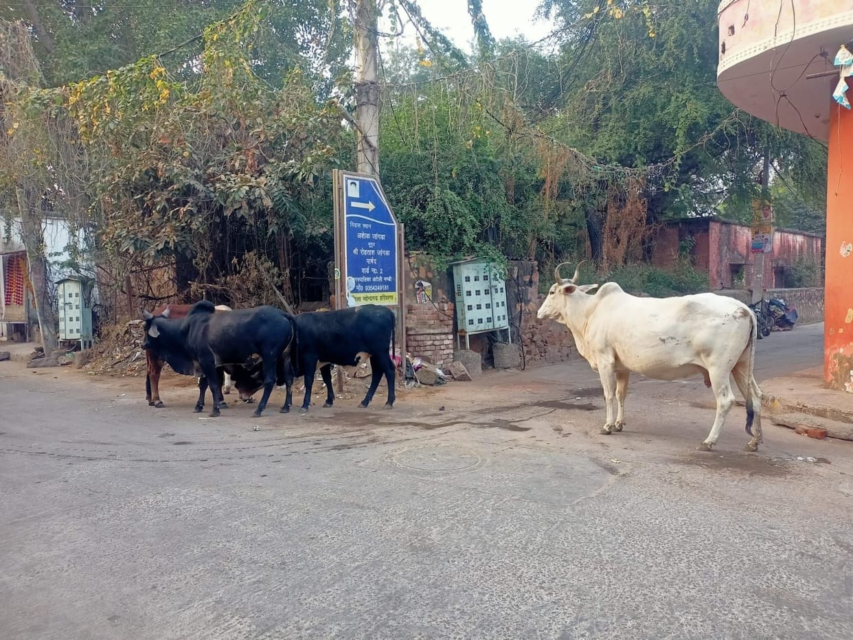 Terror of helpless animals is increasing