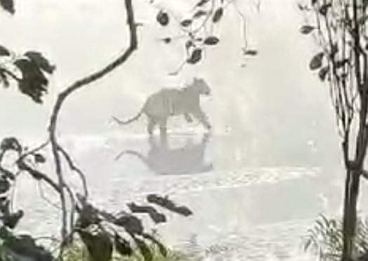 Video of a tiger limping in the forest goes viral, team deployed for investigation