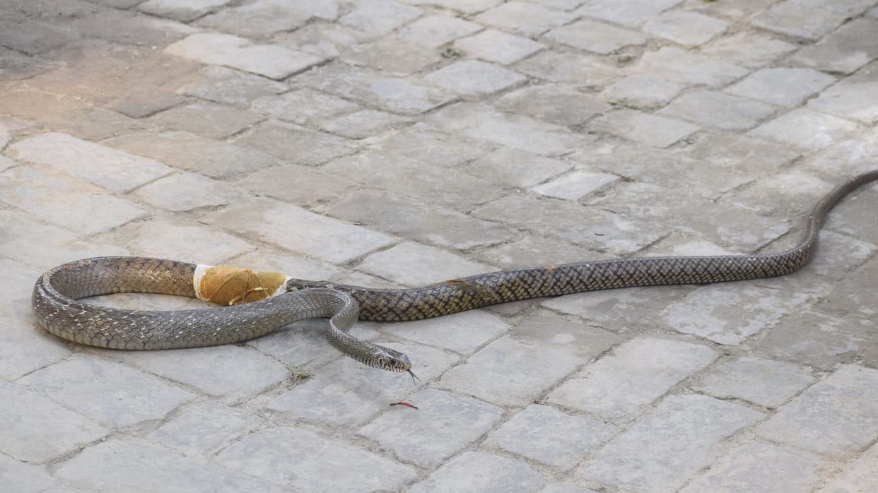 The injured snake was brought to the hospital and treated.