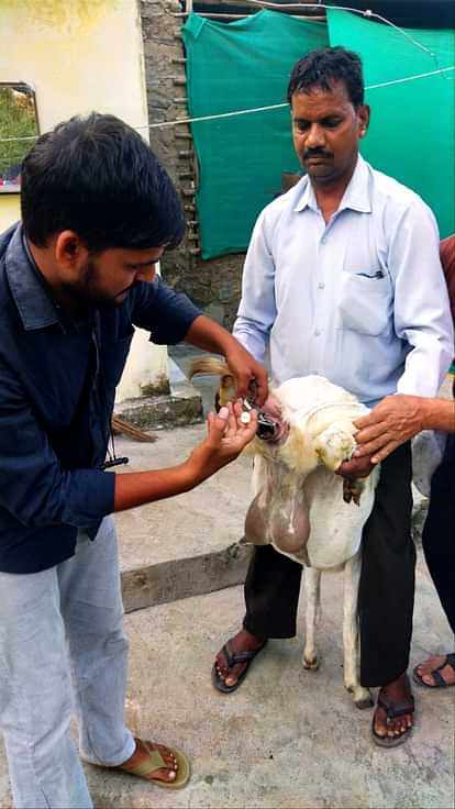 Sirohi breed goats will increase through artificial insemination experiment 12 goats Pindwara-Aburoad success