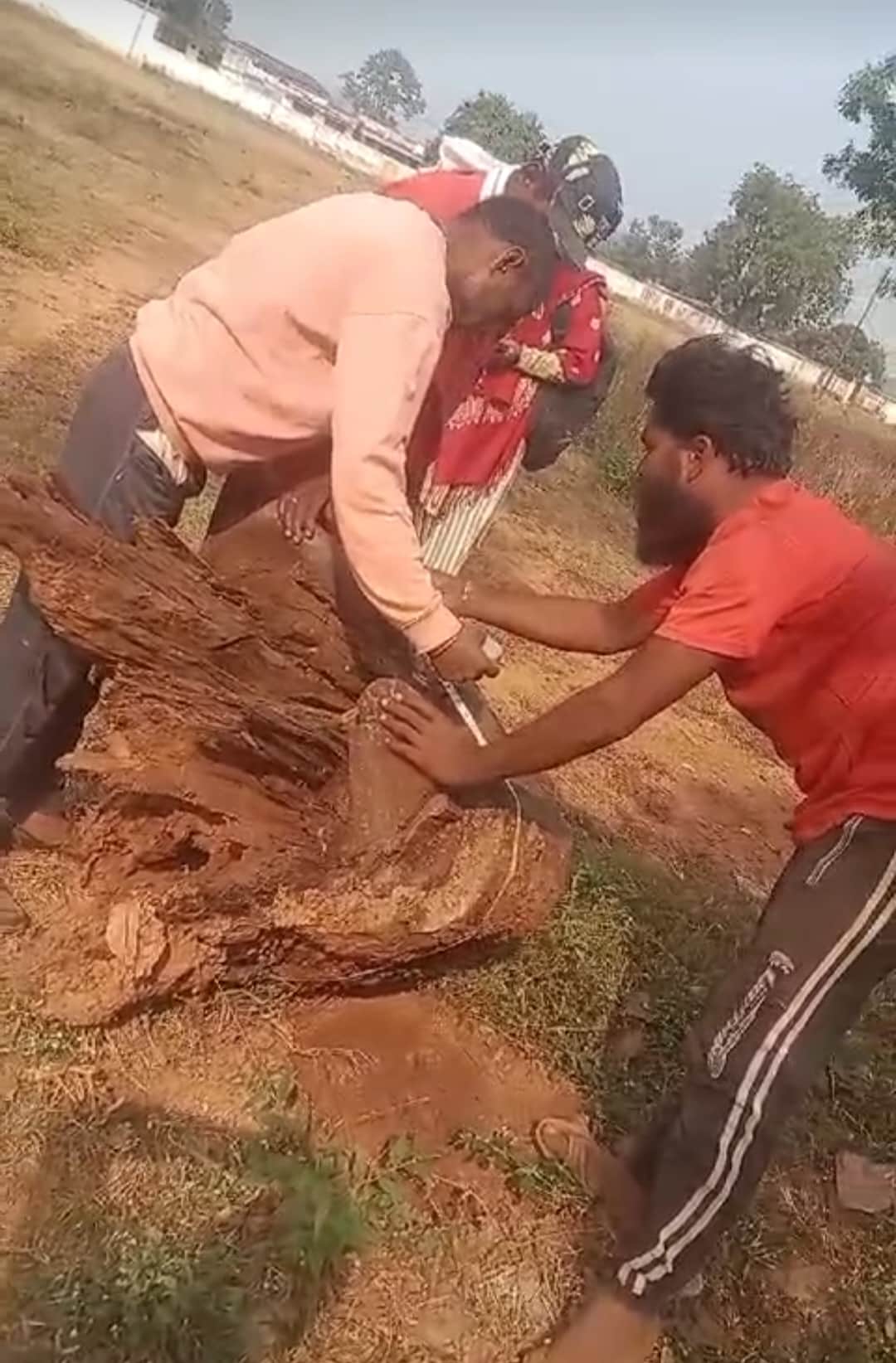 पेड़ काटते दिखे लोग