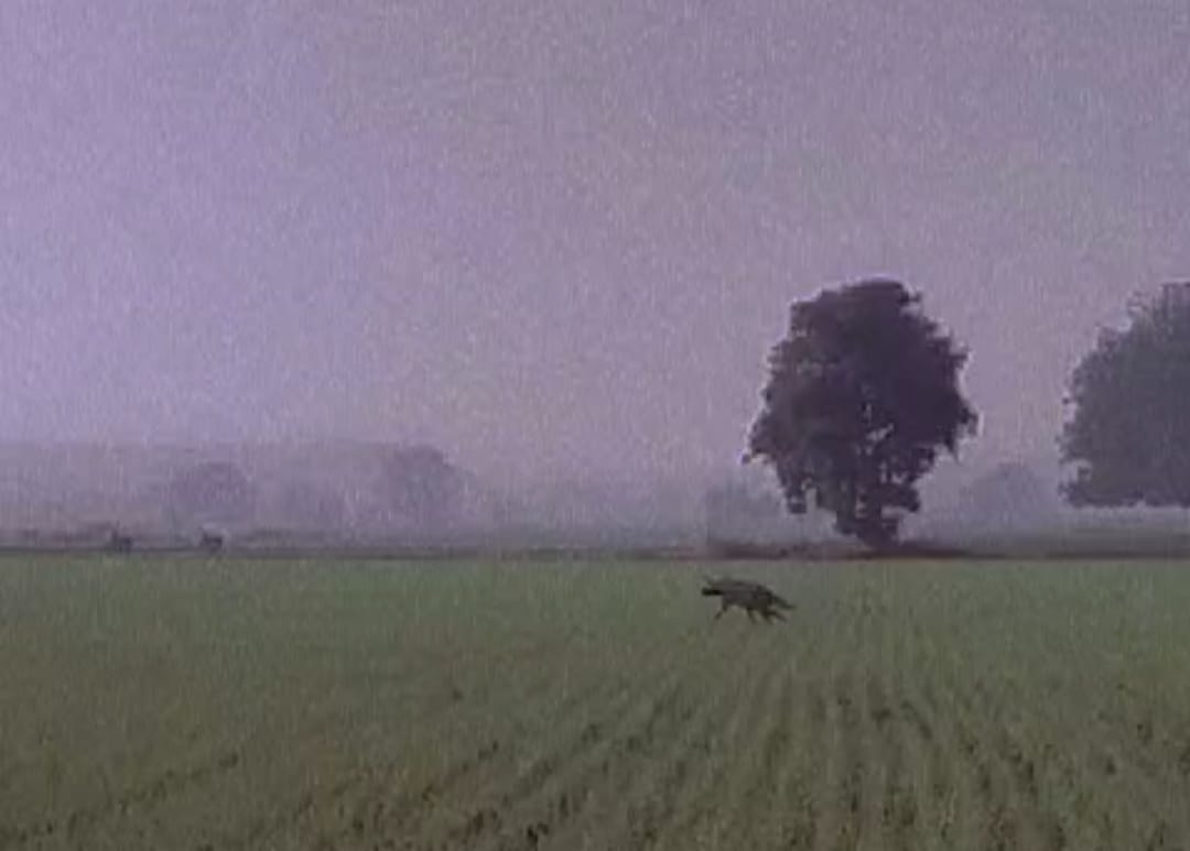 Villagers mistook a hyena for a leopard in Bant, panic ensued