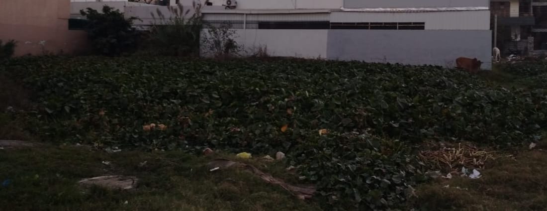 Empty plots in sectors have become a headache, cleaning is not done