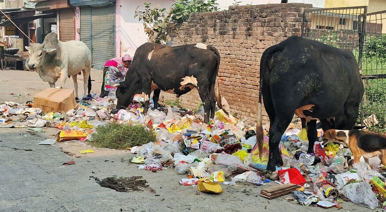 More than 400 bulls roaming the streets like death
