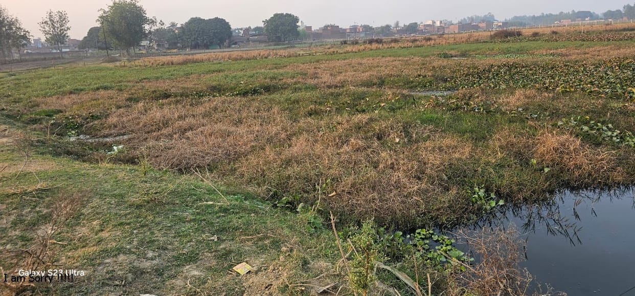 Four years passed, beautification of the pond stuck