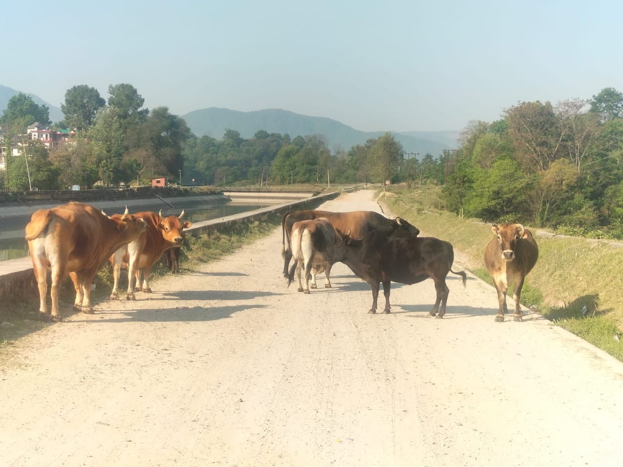 Cattle were brought in a truck and left on the banks of the canal