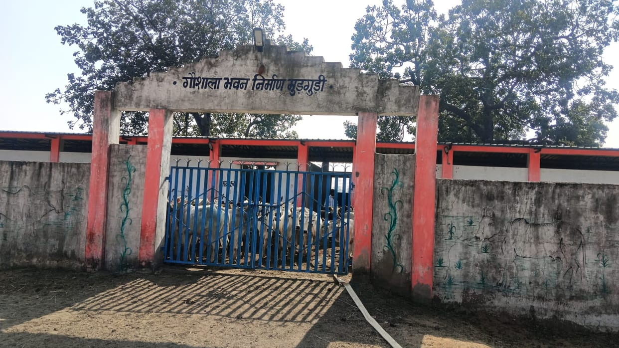 Panic in Mudguri village due to movement of tiger, many cattle attacked