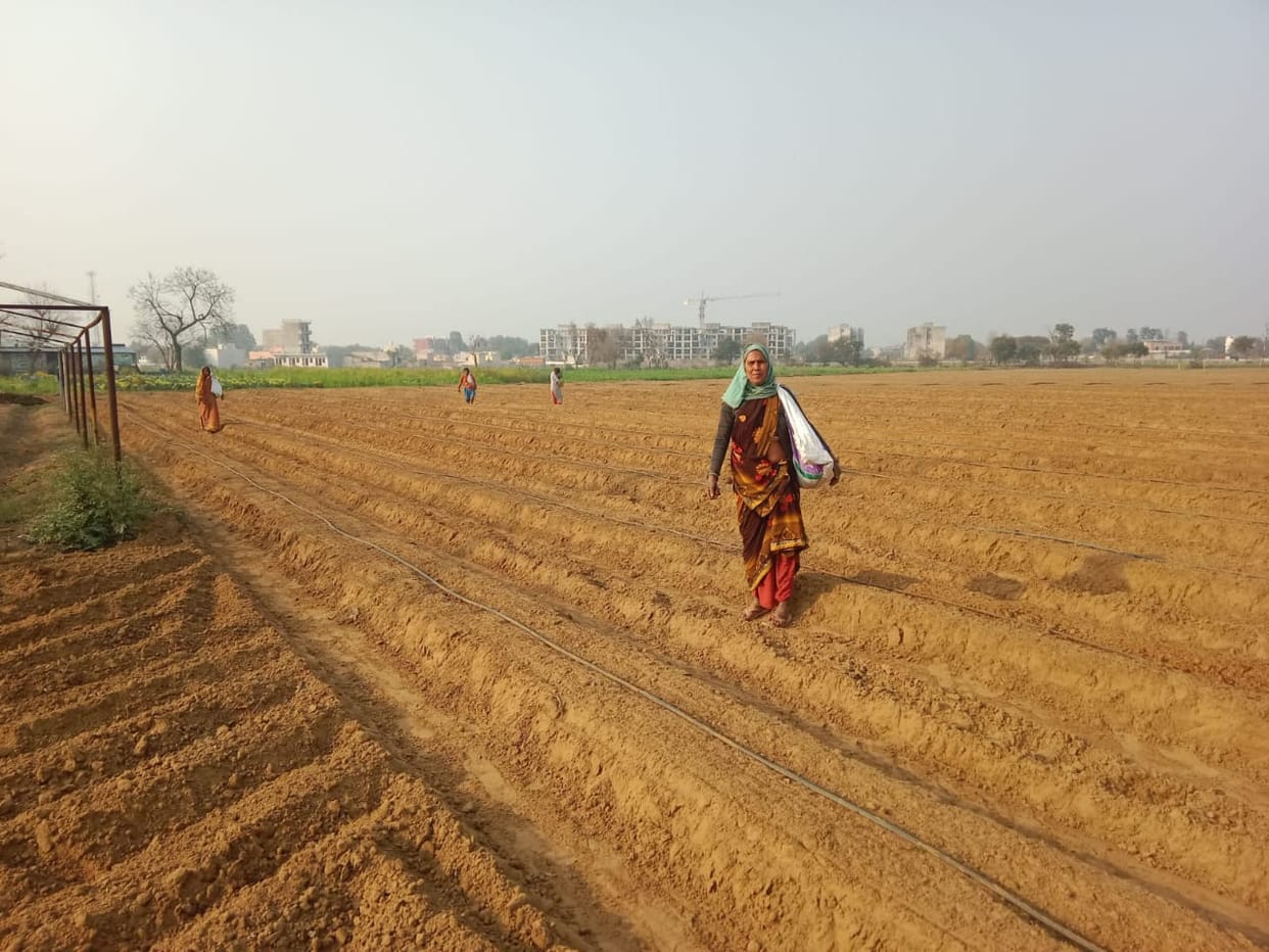 Soil testing reveals deficiency of zinc and iron, soil health cards are being made.