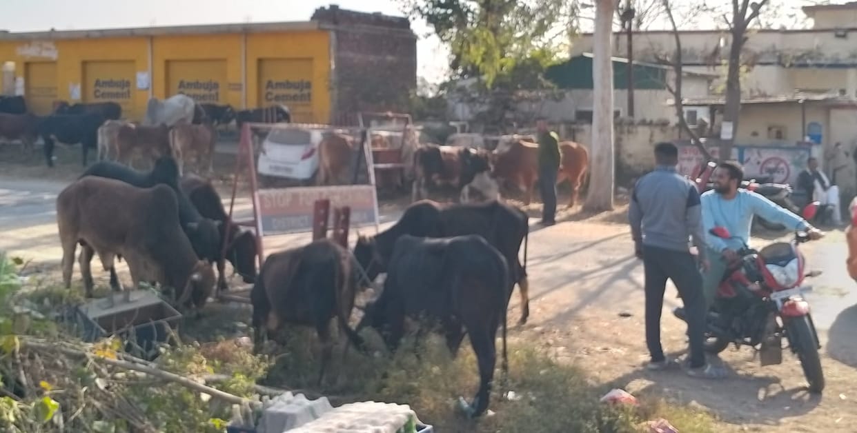 cow paddling news