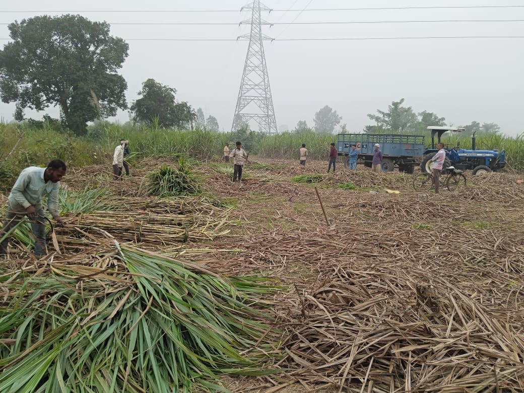 In Maheshpur area, along with tigers, there is also fear of elephants