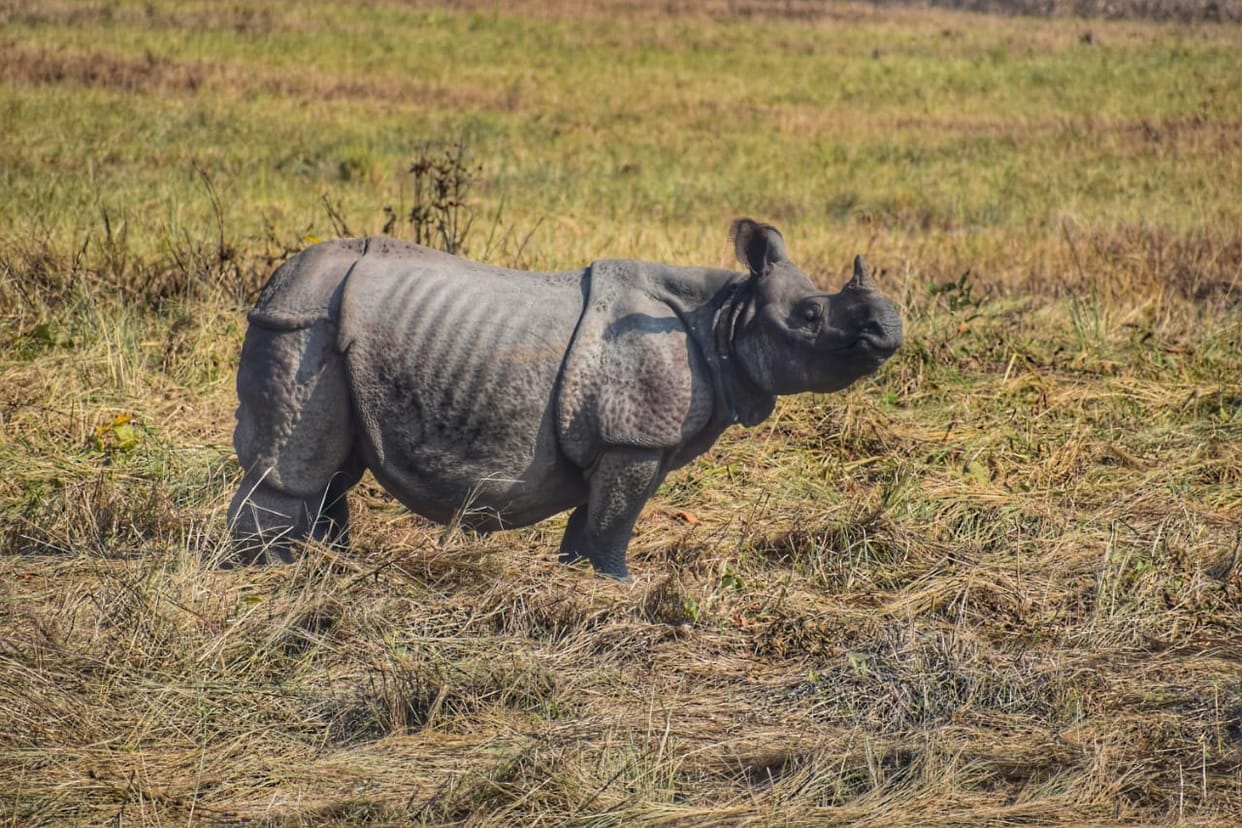 Location of rhinos around the solar powered fence