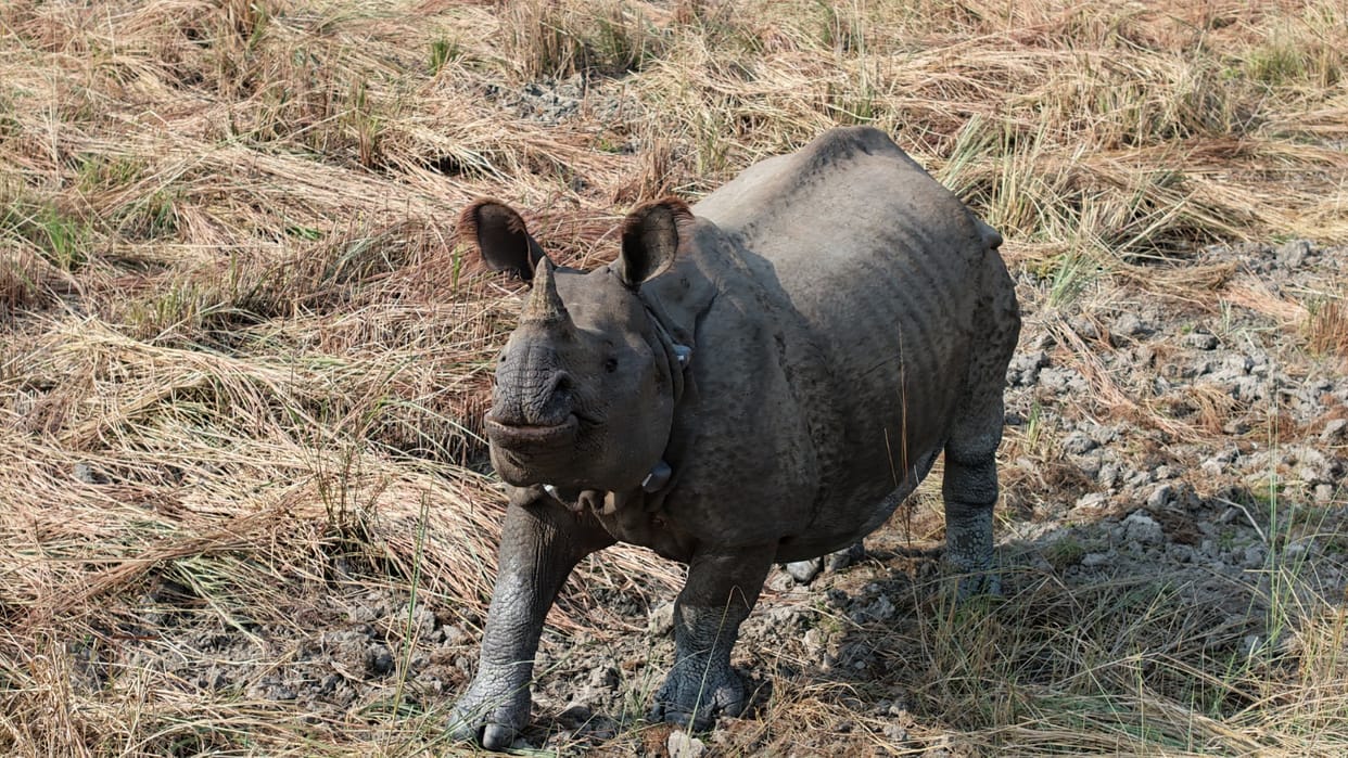 Rhinos are being monitored by flying drones