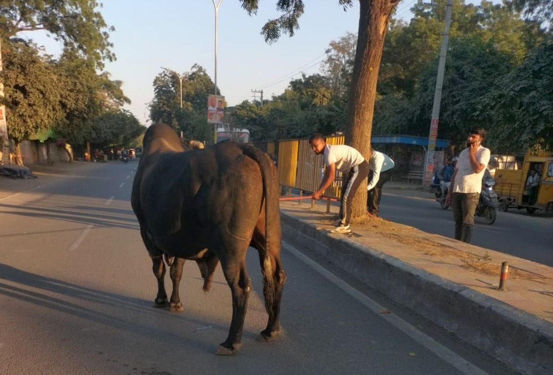 City Council seized 70 stray animals from main roads