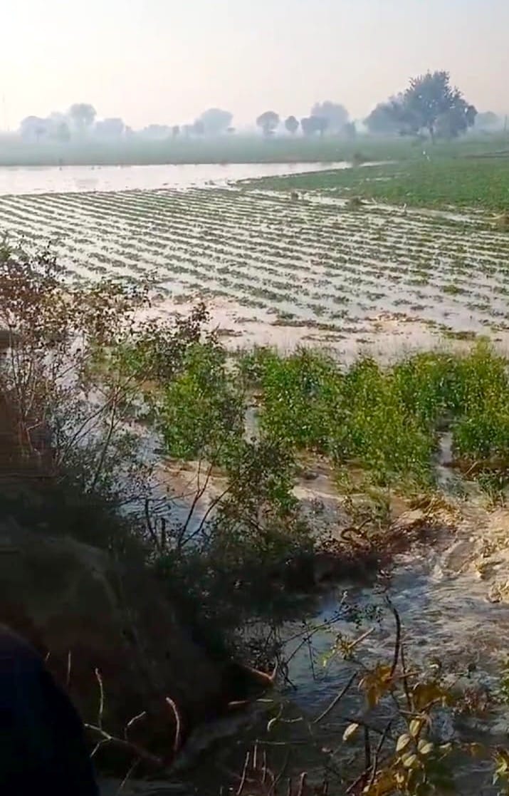 90 bigha crop filled with water due to canal track being cut