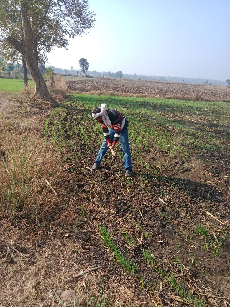 Damoh Damoh became the second district of the state where organic grain and vegetable market will be set up
