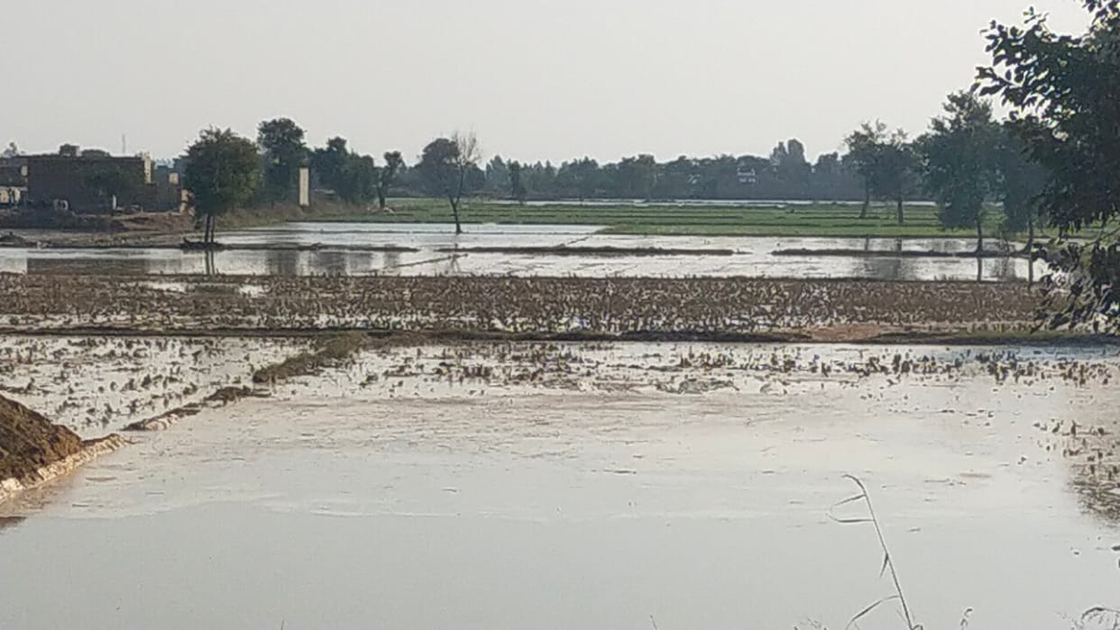 Baruwali canal broken near Nathusari Chopta, crops in 60 acres submerged
