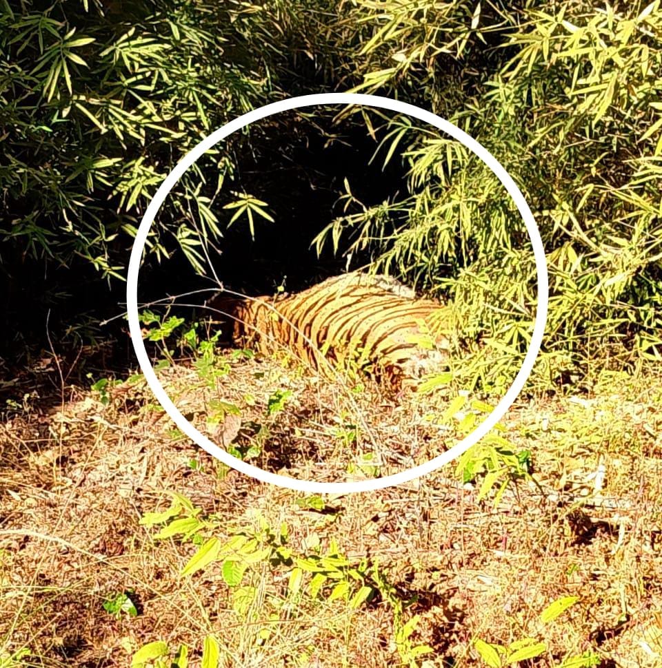 Management became active due to death of tigress, natural death or hunter active