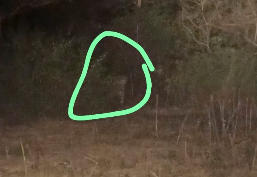 A leopard appeared in front of a farmer in Sitapur, he made a video and sent it to the forest department