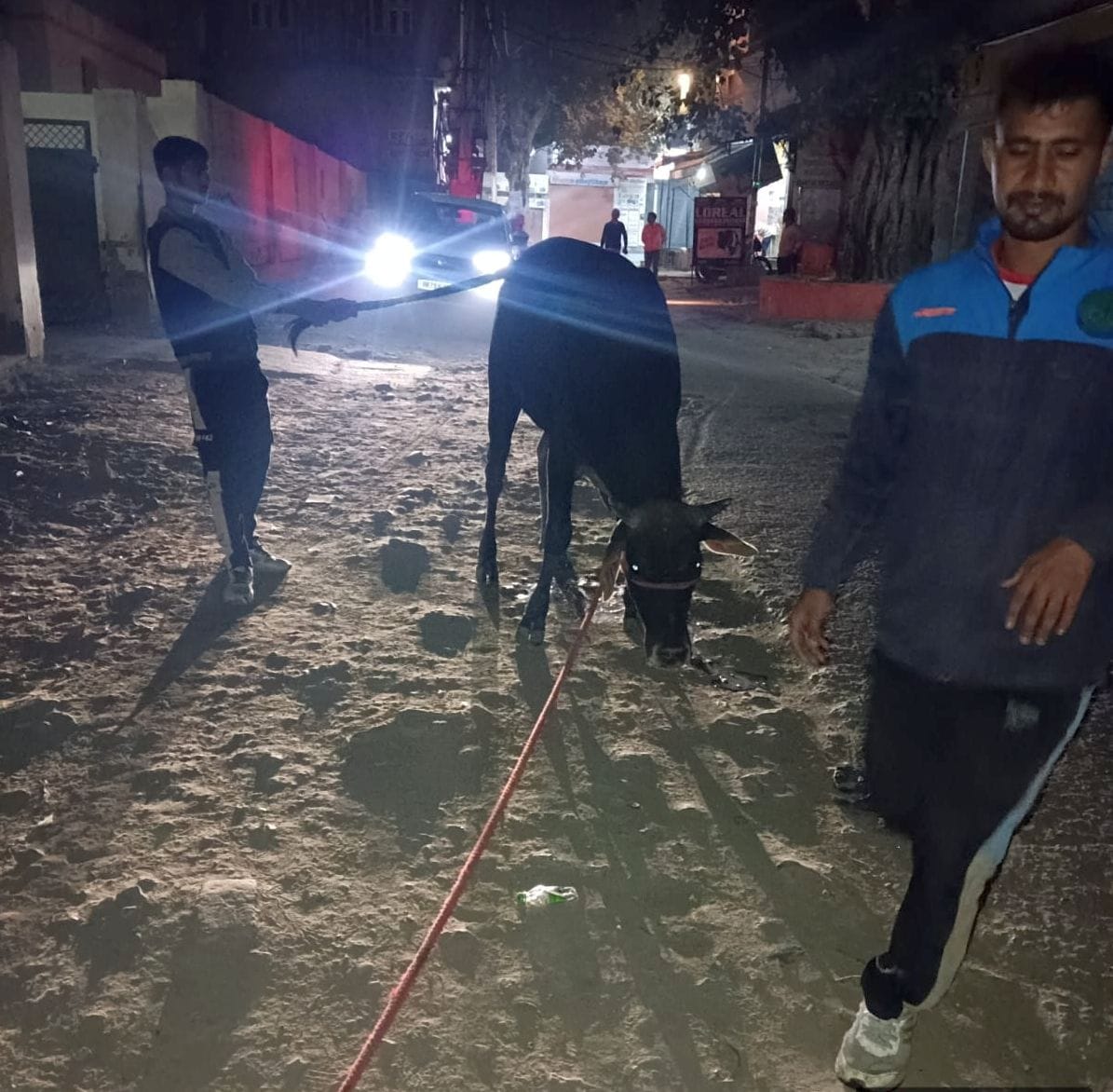 NAP caught 100 cows and left them in Nandishala