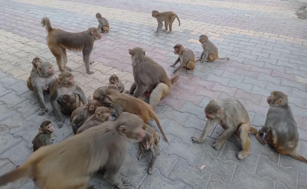 Even the MP could not get rid of the problem of monkeys, promises remained unfulfilled