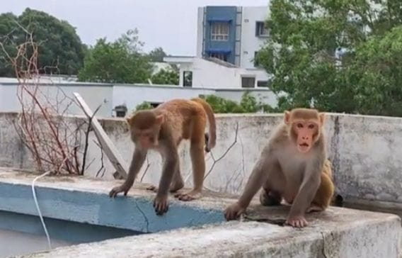 student died after jumping from second floor due to fear of monkeys In Lucknow