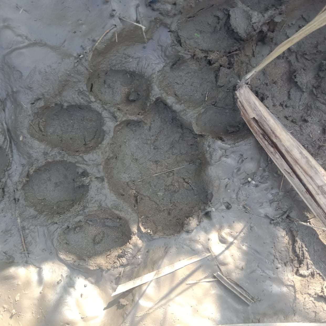 Tiger reached near the population, hid in the field after raising noise