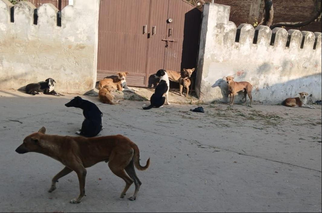 trouble even in feeding a street dog generosity of family now getting threats