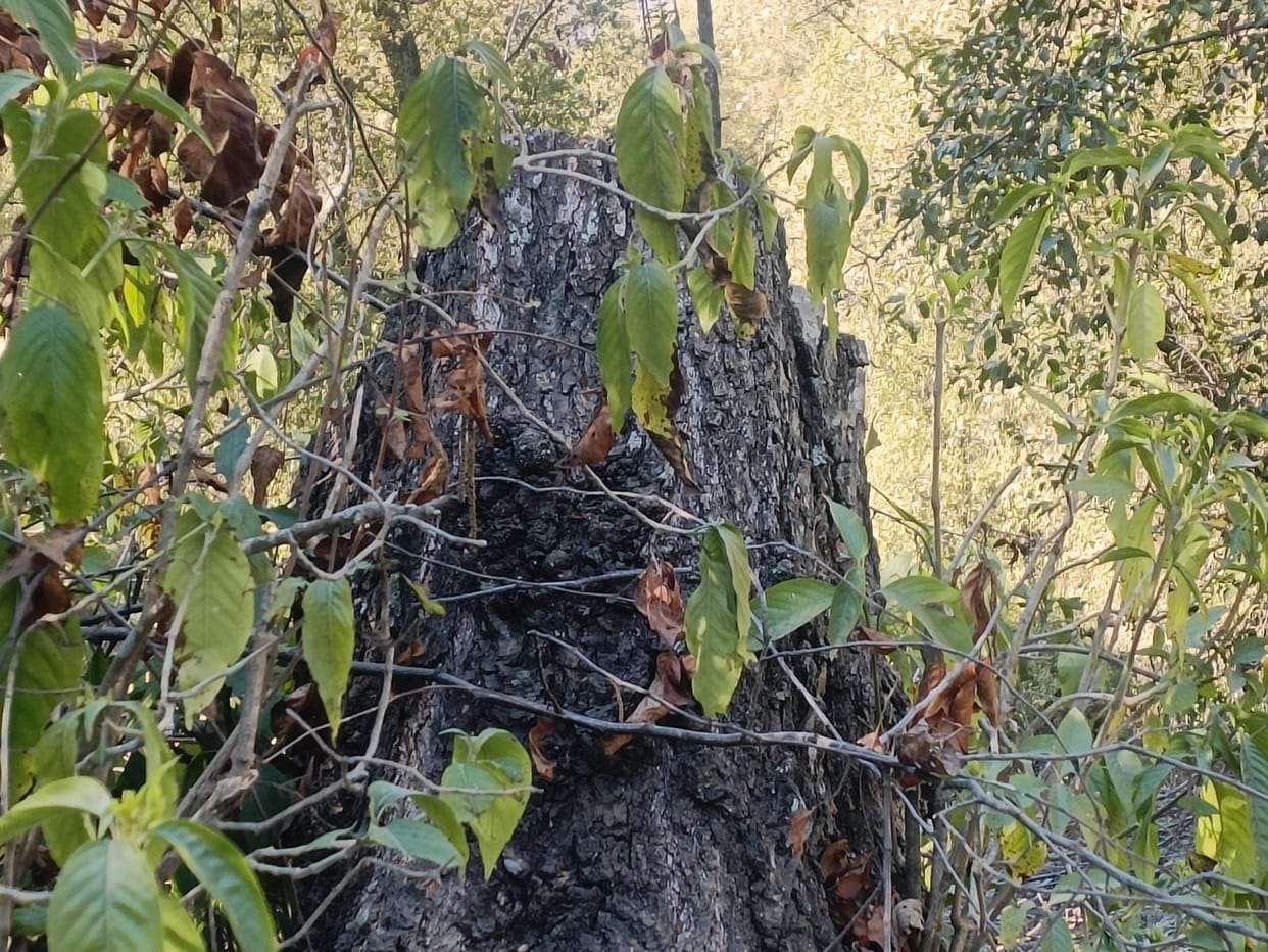 Ax is being used on green trees in broad daylight in Kanthali drain, forest department unaware