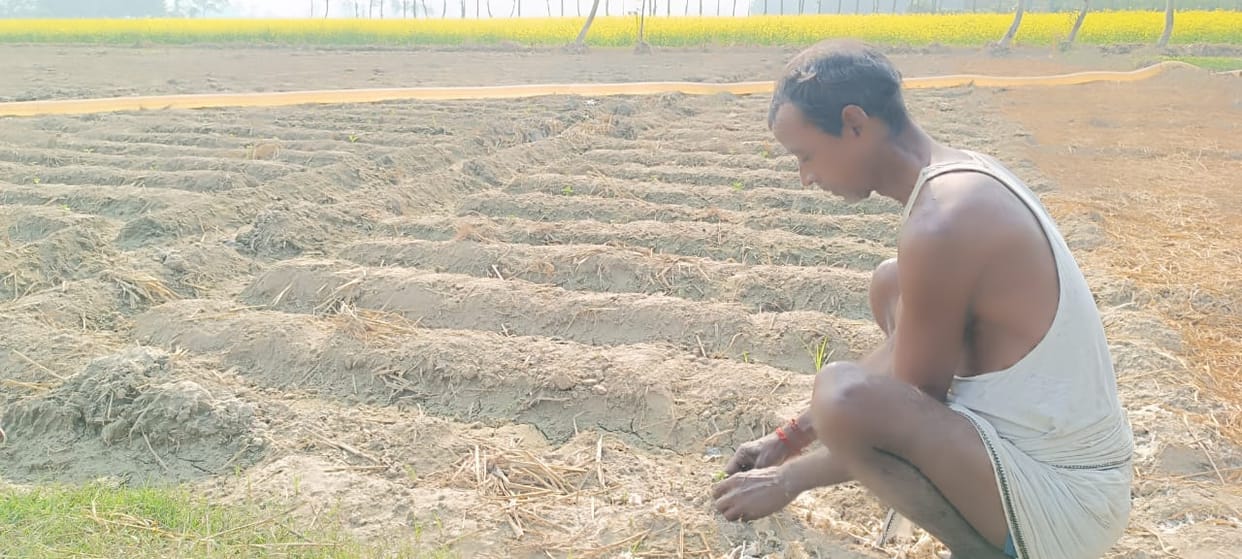 No storage arrangements, farmers disillusioned with potatoes