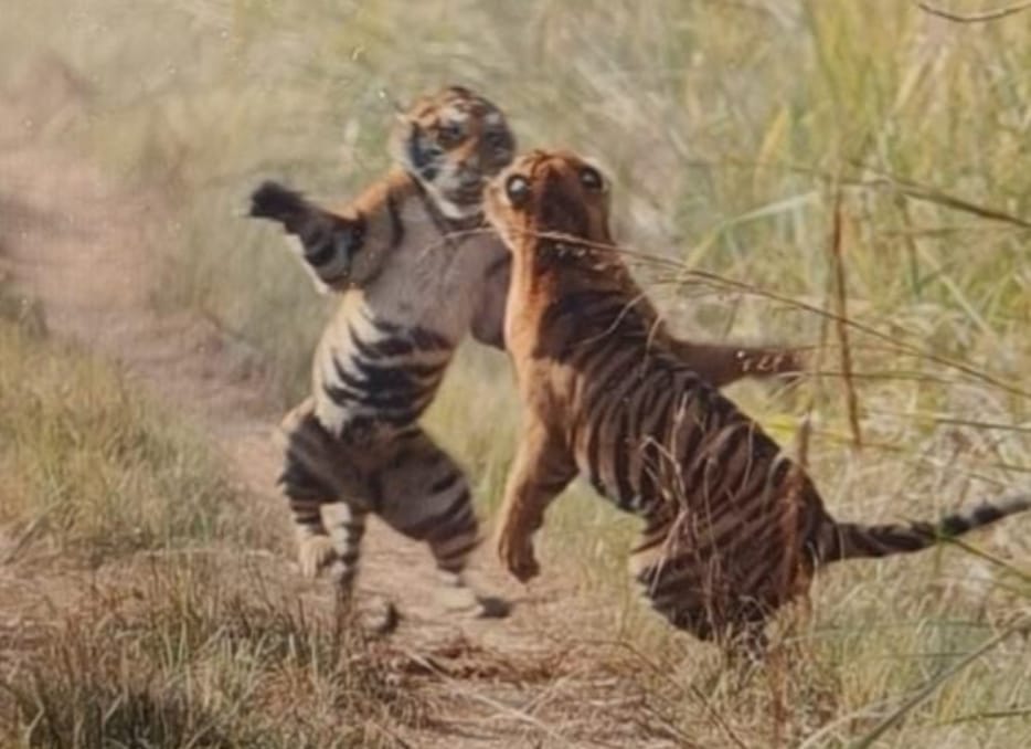 Tourists were thrilled to see the wonderful sight of two cubs