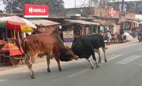 Terror of bulls on the road, saved life by hiding in shop