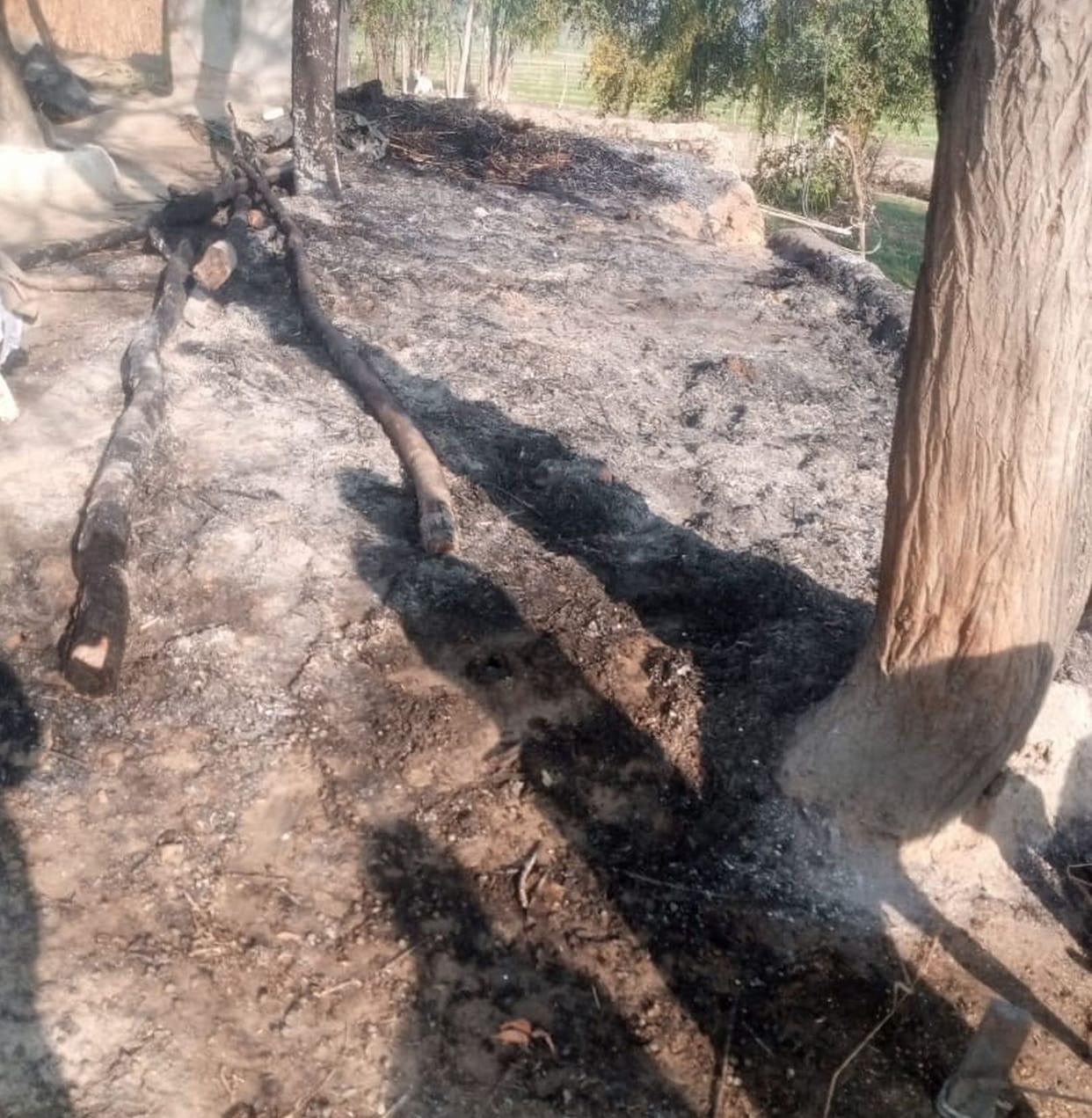 Fire broke out in cattle shed due to short circuit, two animals burnt, calf died