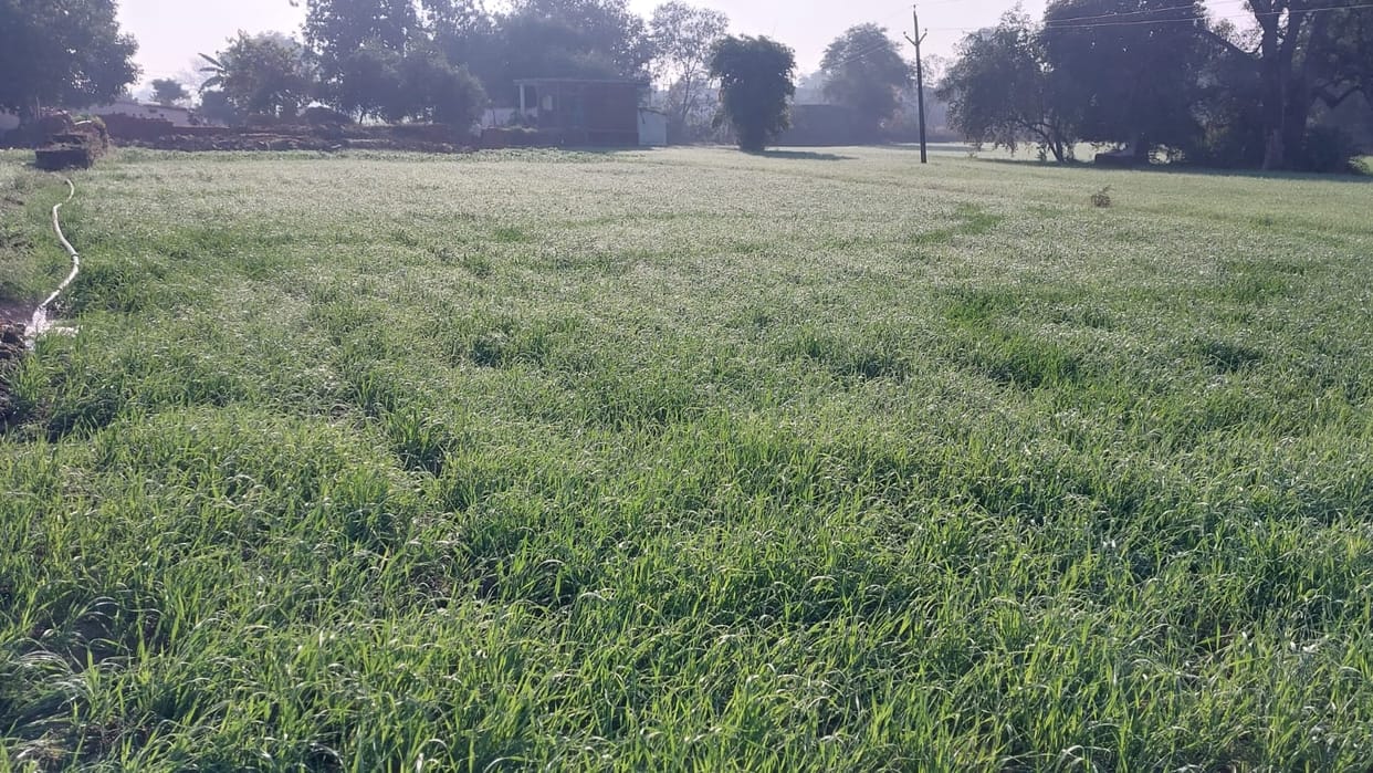 Damoh Tuesday was the coldest night and the coldest day of the season