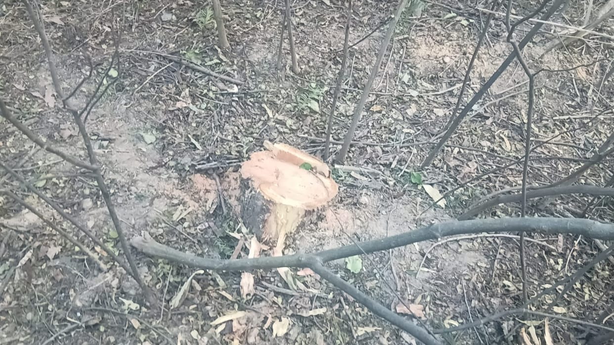 19 Khair trees cut down from private land in Kotla Kalan