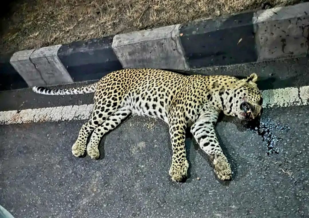 Sagar Dead body male leopard found on National Highway death suspected due to collision with unknown vehicle