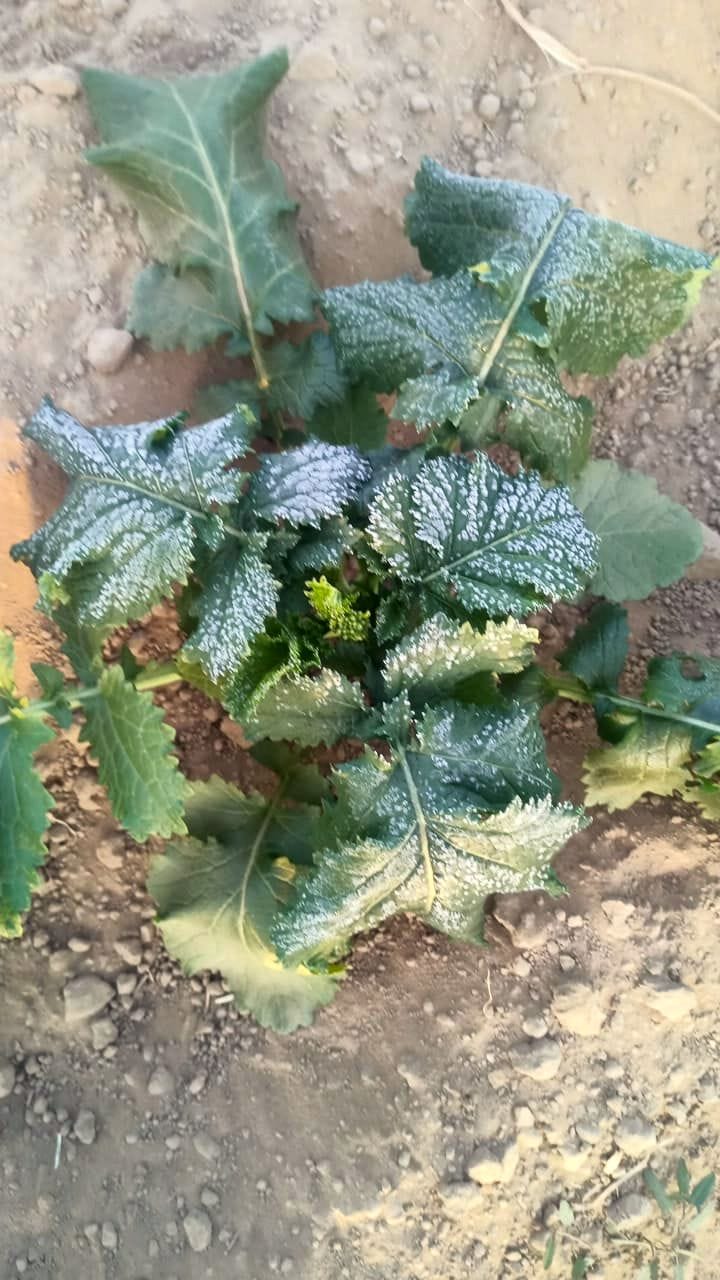 Godavari was able to cultivate only one and a half bigha...8 was occupied by the brother in law