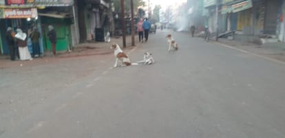 Municipal Corporation becomes an example of negligence only 760 monkeys caught in ten months