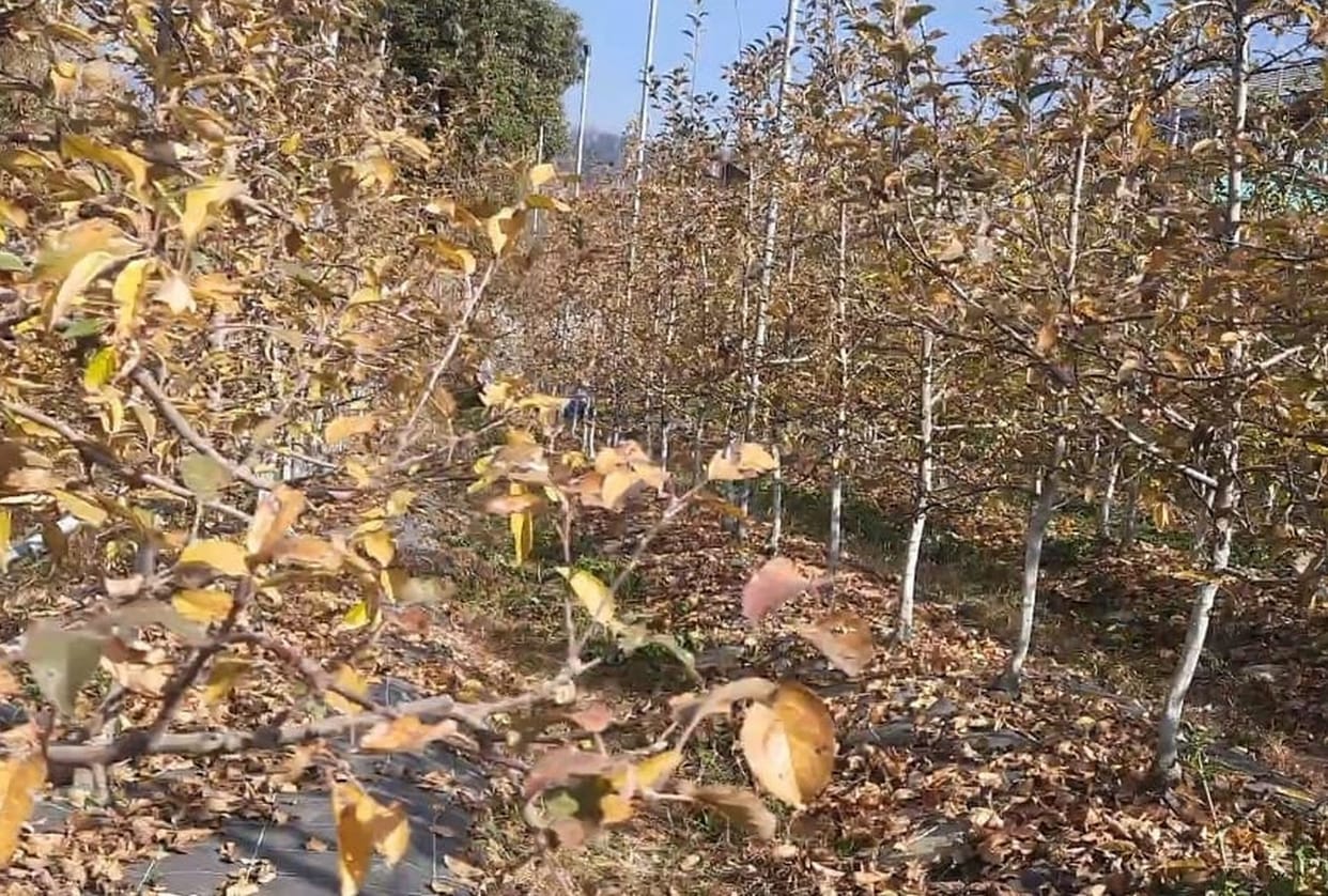 100% interest rebate on Rs 5,000 bill
