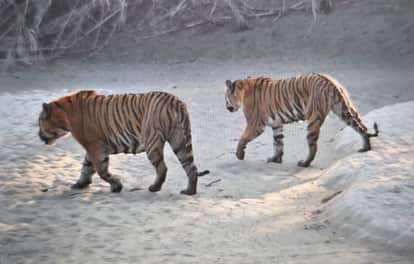 major step to prevent human-tiger conflict in Pilibhit Tiger Reserve