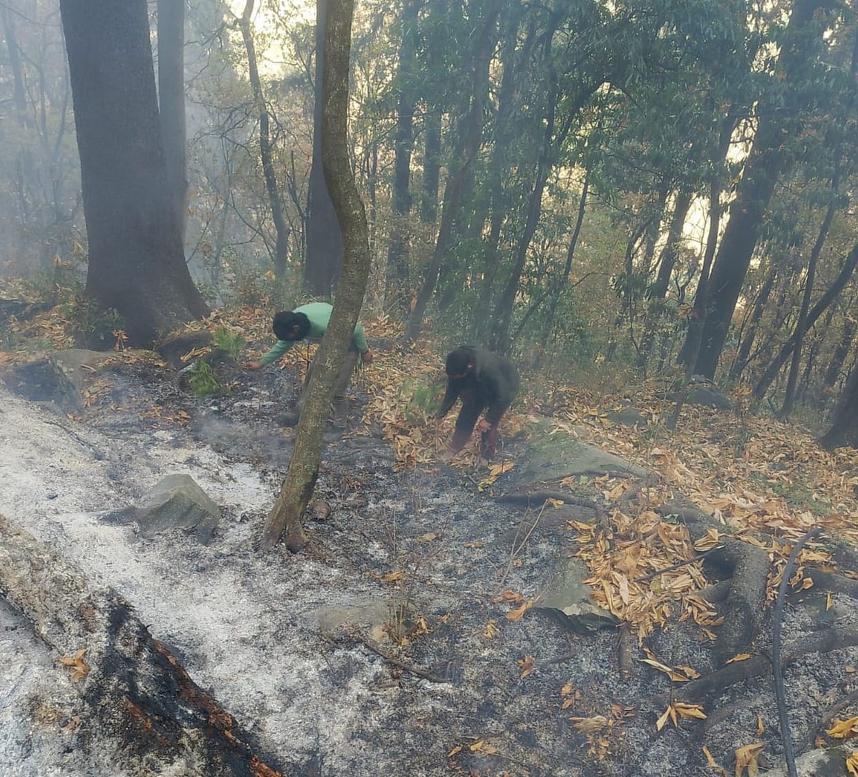 Forest fire extinguished with the help of local people