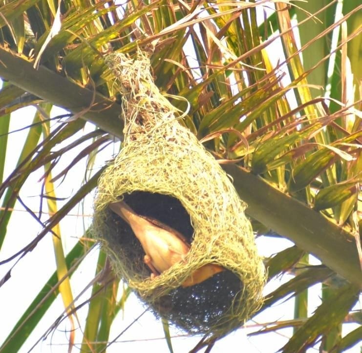 Dudhwa's reservoirs buzz with guest birds