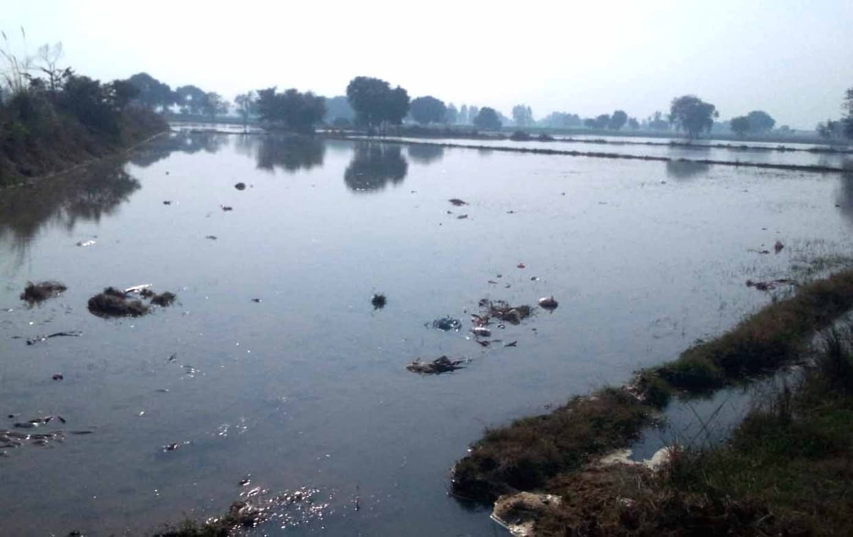 100 bigha crop submerged due to cutting of Rajwaha, water is increasing