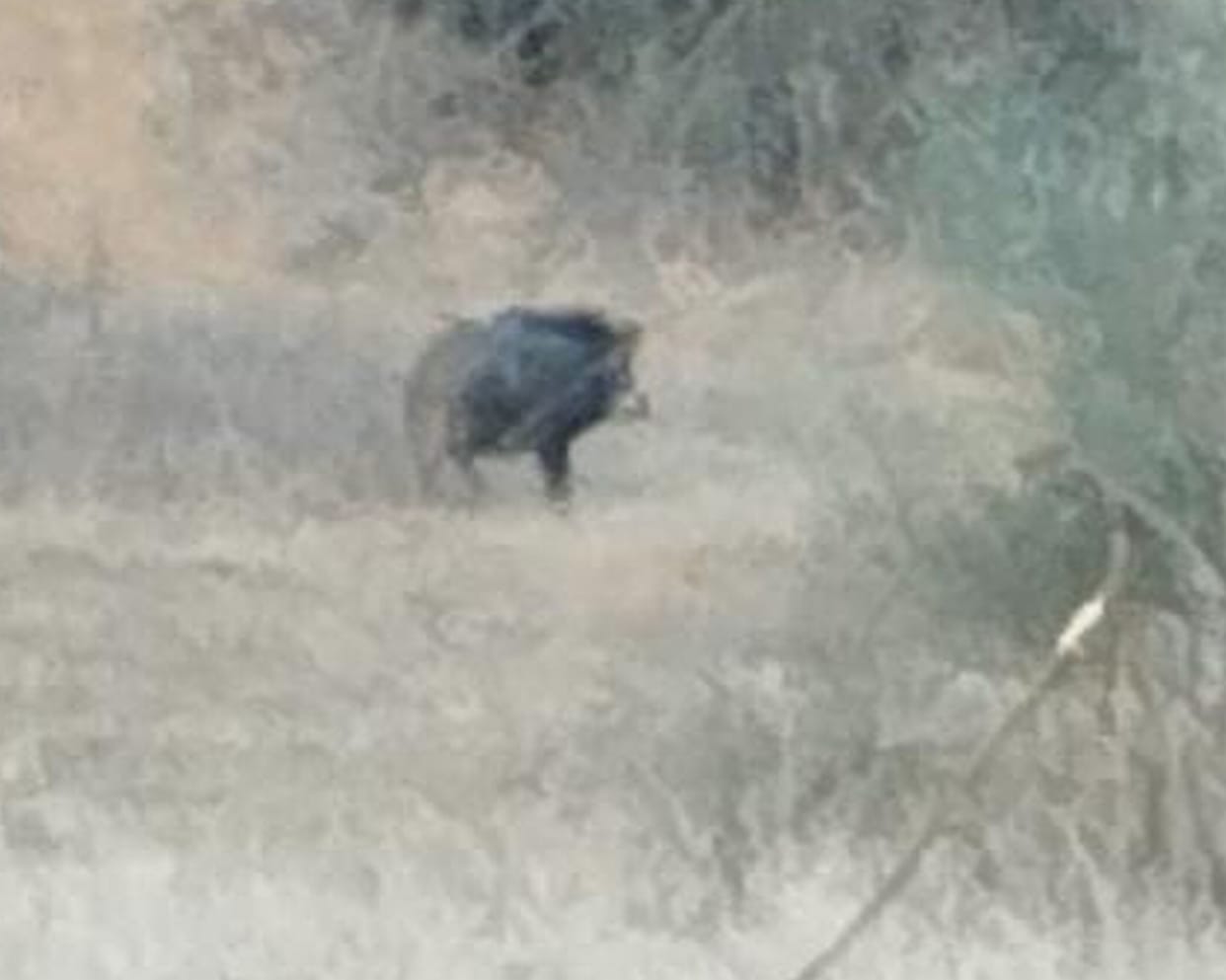 wild pigs destroy harvest