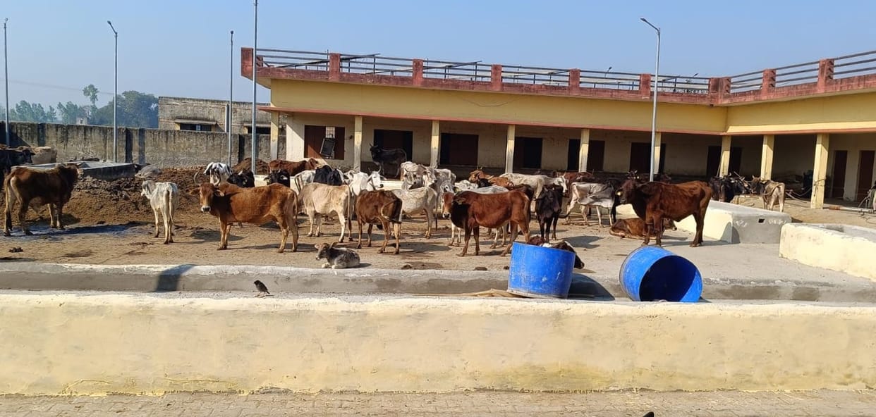 Cattle are shivering in cow shelters in winter, no arrangements for their protection
