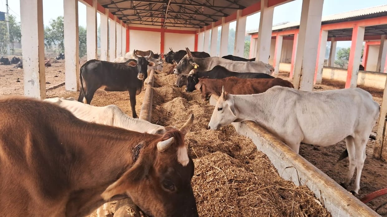 Dead bodies of more than a dozen cattle found near cowshed of Jhankri village in Jhansi