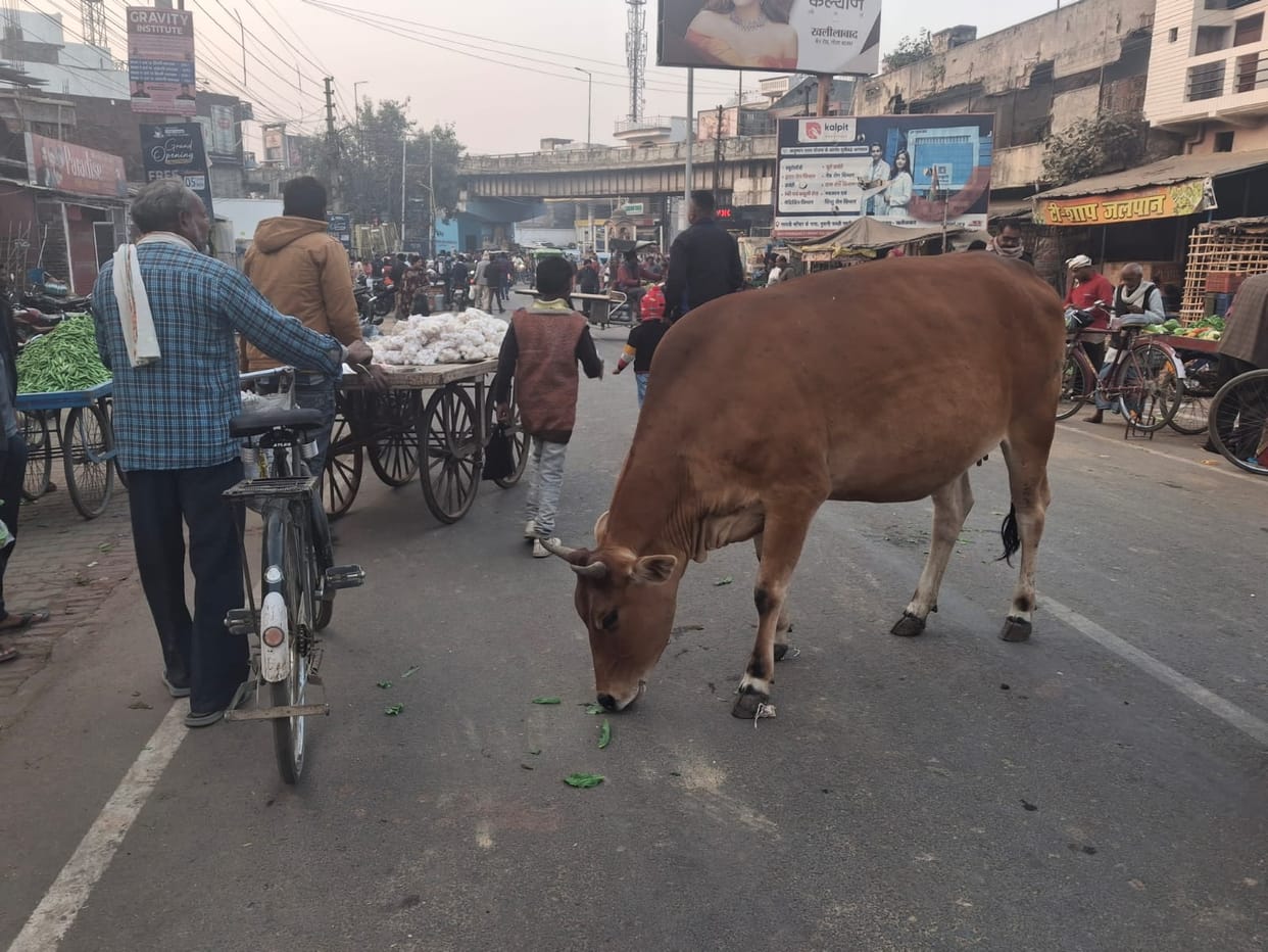 Now cows will not be seen roaming on the roads and fields