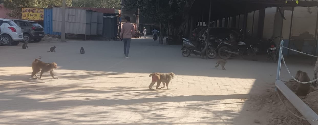 monkies not caught yet