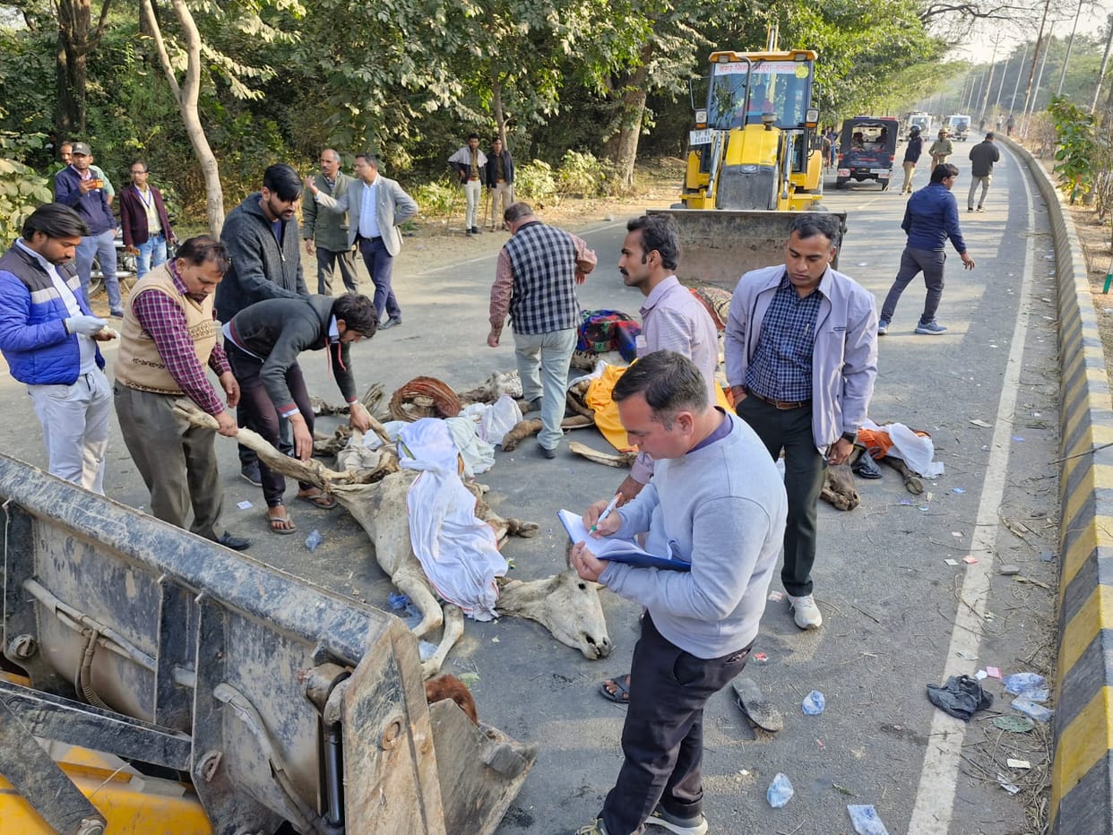 Dead cows were brought from two cowsheds of Vrindavan and Sakraya Bangar and thrown in the forest.