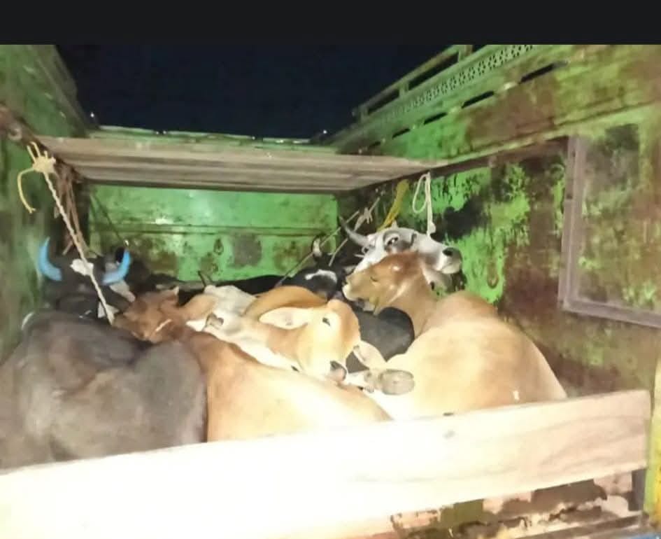 Police caught a pickup vehicle full of illegal cattle in burhanpur